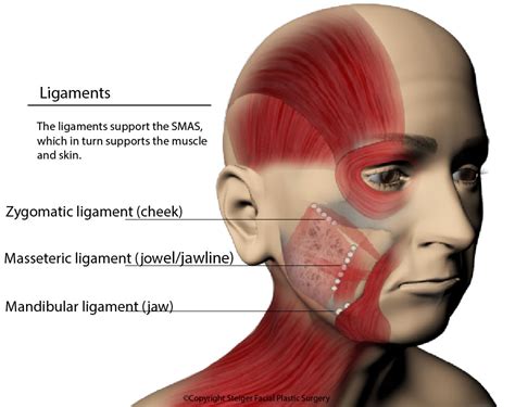 Facial Ligaments