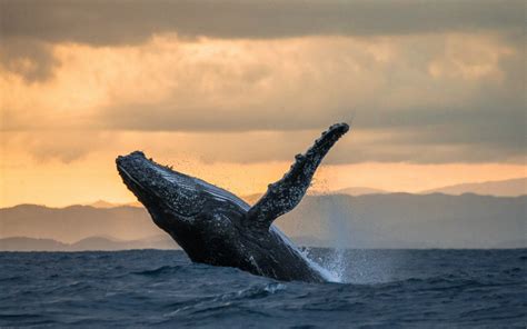 Observation Des Baleines Dans Le Pacifique Terra Colombia