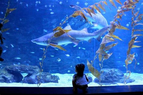 Awesome Aquariums To Visit Around Korea