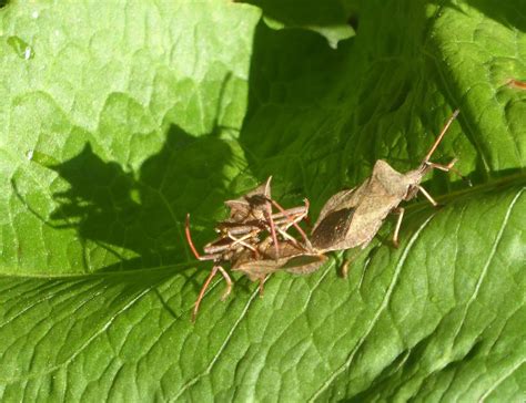 Wild And Wonderful Dock Bugs Fighting And Mating