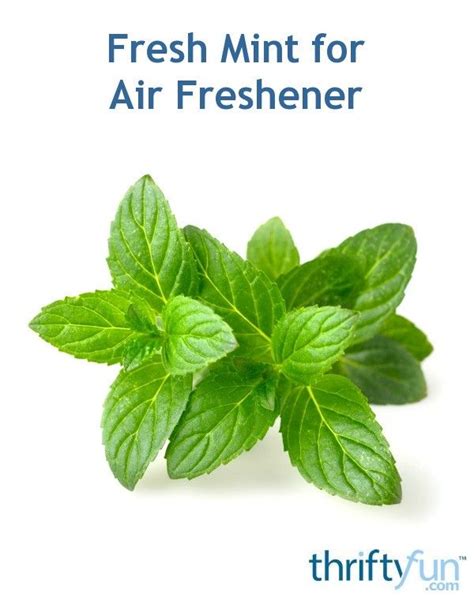 How To Use Fresh Mint As An Air Freshener Mint Rooms