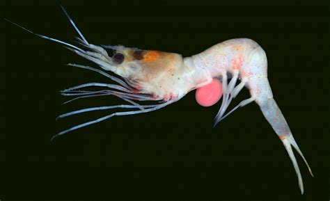 Marine Parasites Different Strokes For Diffe Eurekalert