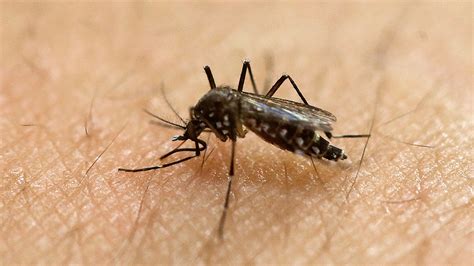 First Sexually Transmitted Case Of Zika Reported In Pa 6abc Philadelphia