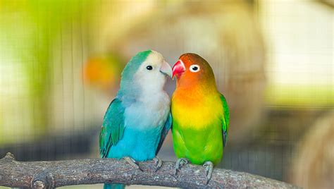 Loveable Lovebirds