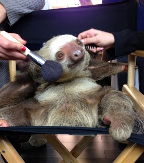 You Cant Handle The Cute Come See An Adorable Sloth Getting Her Hair