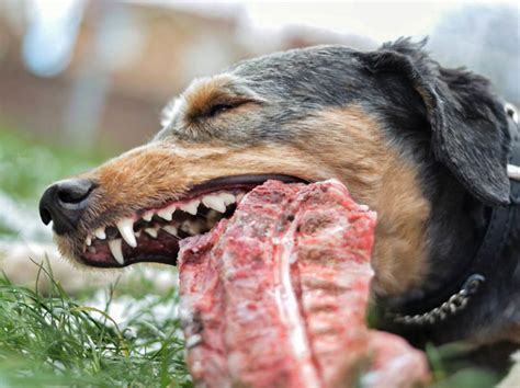 How To Safely Feed A Dog Bones Dogs First