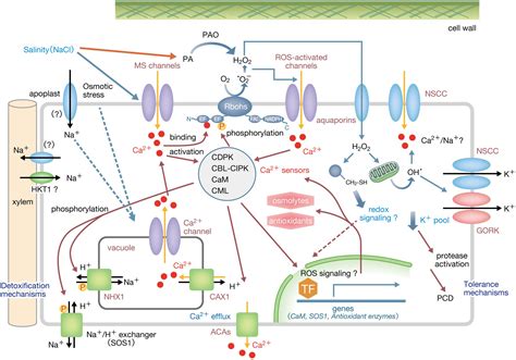 Frontiers Plant Signaling Networks Involving Ca2 And Rboh Nox