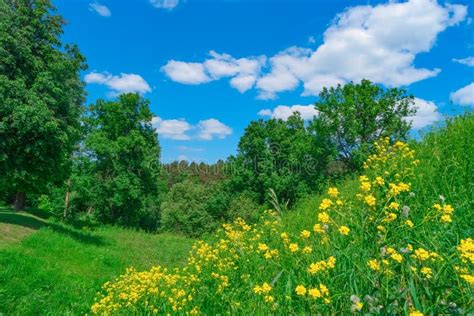 Beautiful Summer Landscape Stock Image Image Of Green 72446979