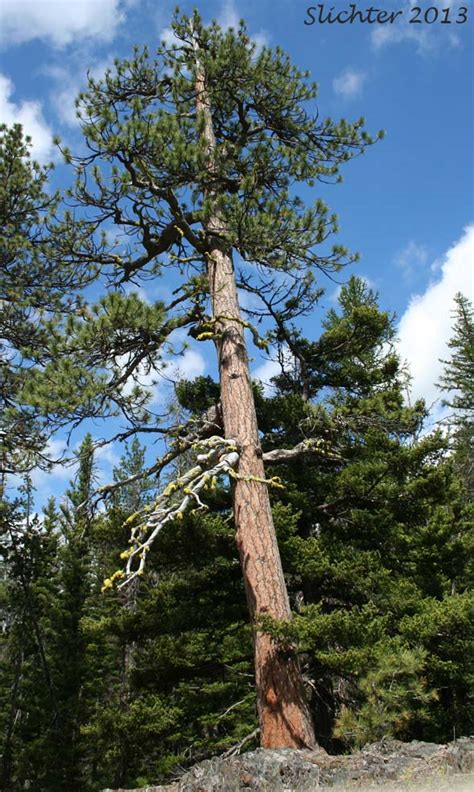 Ponderosa Pine Western Yellow Pine Blackjack Pine Bull Pine Pinus