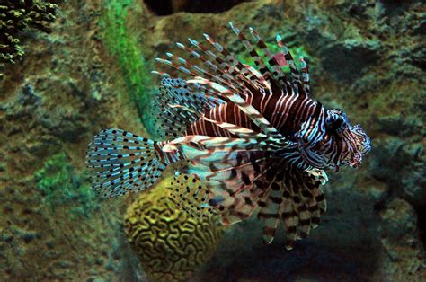 Top 5 Most Poisonous And Venomous Fishes In The World Allrefer