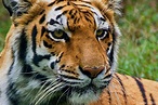 Tigre du Bengale : poids, taille, longévité, habitat, alimentation ...