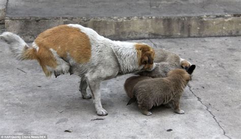 Maybe you would like to learn more about one of these? Two-legged stray dog gives birth to four puppies in China (and their legs are all in order ...