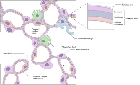 Lung Alveoli Histology