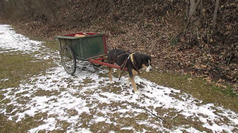 Greater Swiss Mountain Dog Carting Wood A Youtube