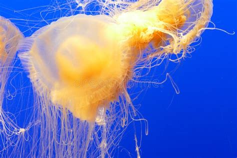 Jellyfish Cnidaria Invertebrate Marine Invertebrates Picture Image