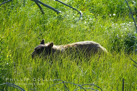 American Black Bear Ursus Americanus Lamar Valley Yellowstone