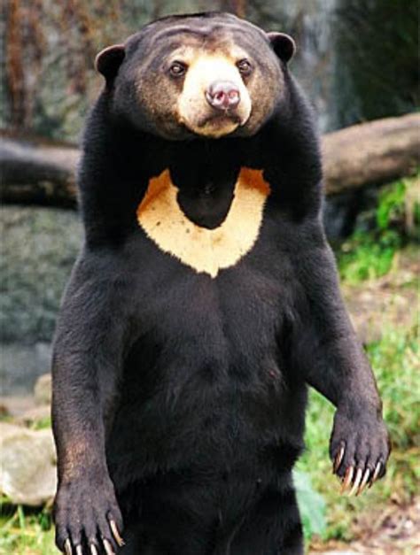 Sun Bears Native To South East Asia Are The Smallest Bears In The World They Are Excellent