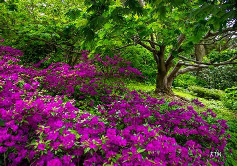 Purple Flowers In Spring Park Hd Wallpaper Background Image 2453x1728 Id786557