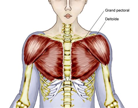 Female Chest Muscle Anatomy Diagram Anatomy Of The Breasts This