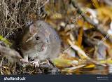 Pictures of Rat Habitat