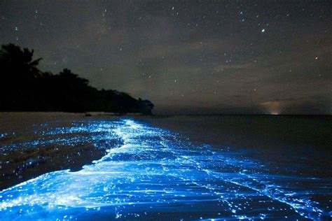 Luminous Lagoon Integrity Tours Jamaica