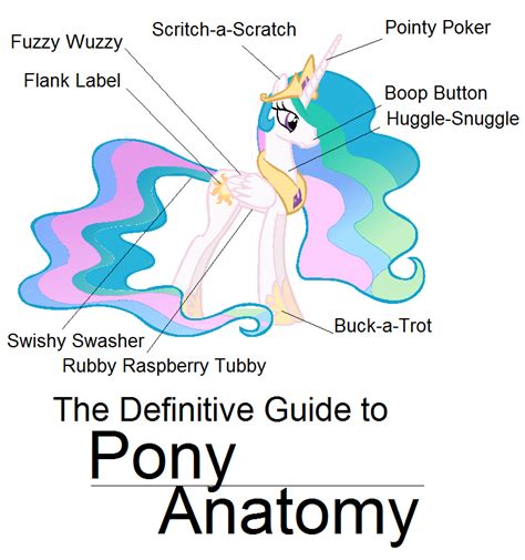 Covert Art For The Definitive Guide To Pony Anatomy Starring