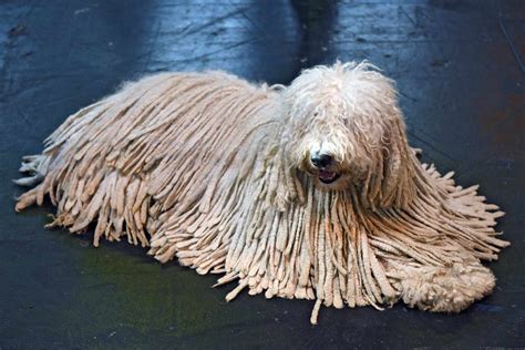 A Dog That Looks Like A Mop