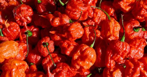 Worlds Hottest Chilli Goes On Sale At Tesco Teesside Live