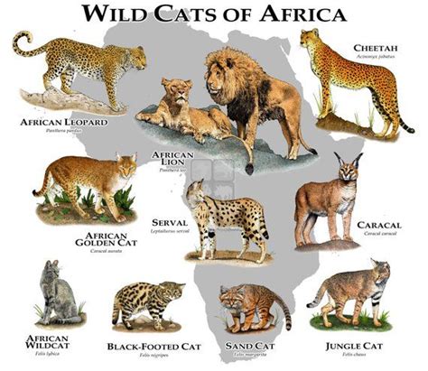 Wild Cats Of Africa Poster Print Etsy Wild Cat Species Cat Species