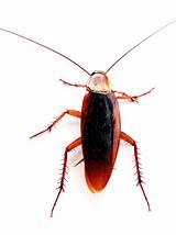 English Cockroach