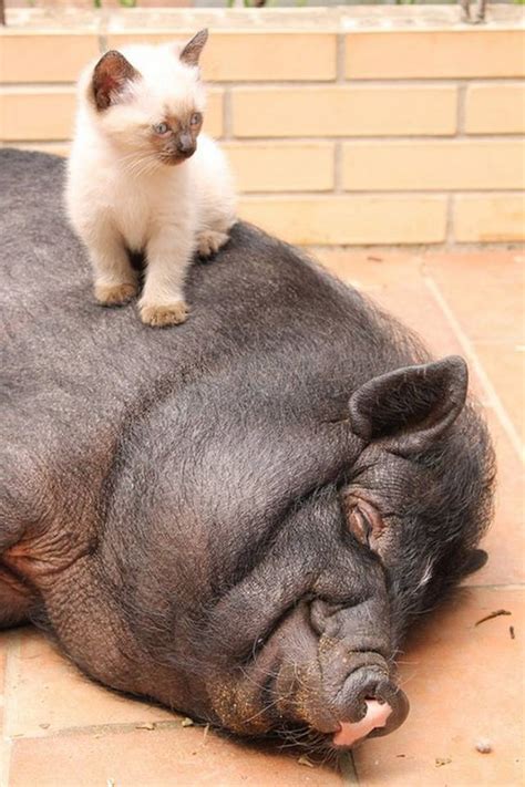 Cat And Pig Nap Together While Cats May Be Commonly Thought Of As