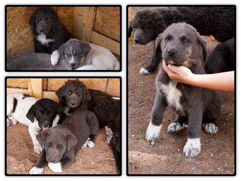 Maybe you would like to learn more about one of these? Lab/Pyrenees Puppies - Argos, A Shelter Dog Rescue