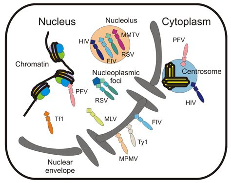 Viruses Free Full Text Nuclear Trafficking Of Retroviral Rnas And