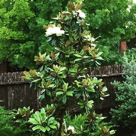 Little Gem Magnolia Tree In Our Backyard Planting Flowers Front