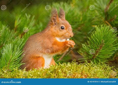 Red Squirrel Eating In Pine Tree Stock Photo Image Of Festive Native