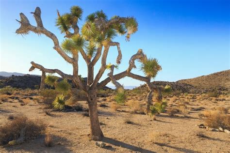 Best Time To Visit Joshua Tree National Park From A Local 2023