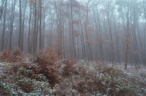 Fog In Mysterious Woods Photograph By Jenny Rainbow Fine Art America