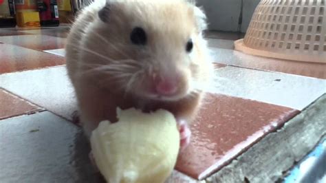 May 18, 2018 by johnny salib 8 comments. Syrian Hamster eating banana - YouTube