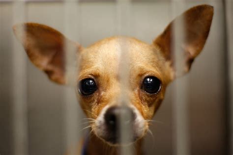 Chihuahuas Overwhelm California Animal Shelters Zimbio