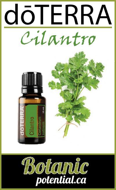 Cilantro Essential Oil By Dōterra Essential Oils For Add Essential