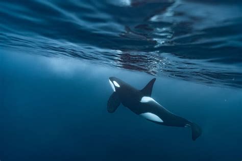Photographer Free Dives With Orcas And Captures Incredible Photos