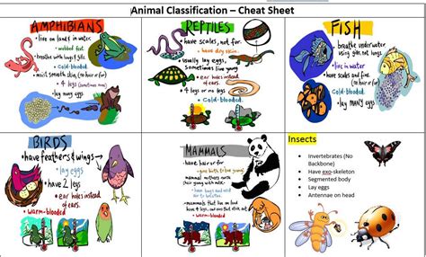 Science Rocks! : Classifying Animals