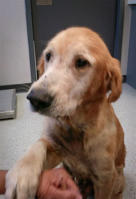 Golden Retriever Dog For Adoption In Naples Fl Adn 644278 On