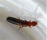 Images of Termite Pictures California