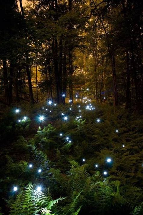 495 Best Fairy Land Forests Images On Pinterest Fantasy