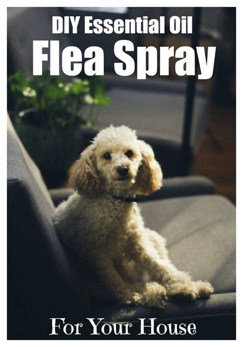 Homemade Flea Spray For House With Essential Oils Flea Spray For