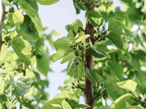 5 Reasons Mulberry Trees Drop Fruit And How To Fix It Couch To Homestead