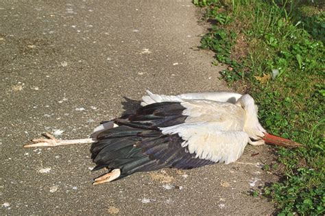Áramütés okozta egy fiatal gólya halálát Sárváron