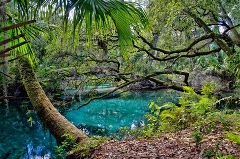 10 Prettiest Natural Springs Near Jacksonville Florida Trippers