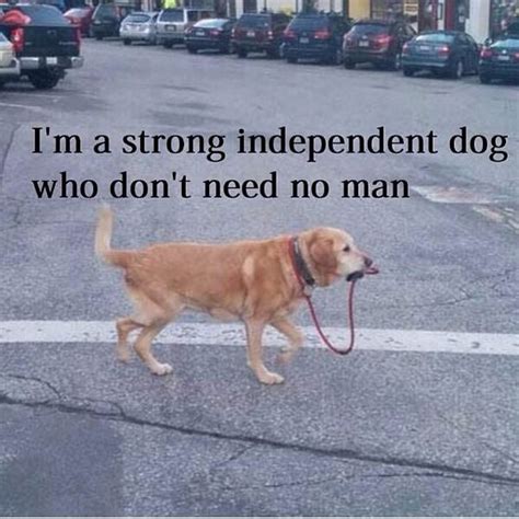 Strong Independent Dog Old Dog Quotes Funny Animal Pictures Dog Quotes
